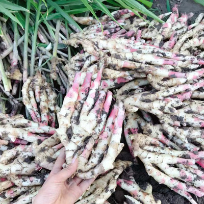 小林淘品新鲜菜姜现挖发货