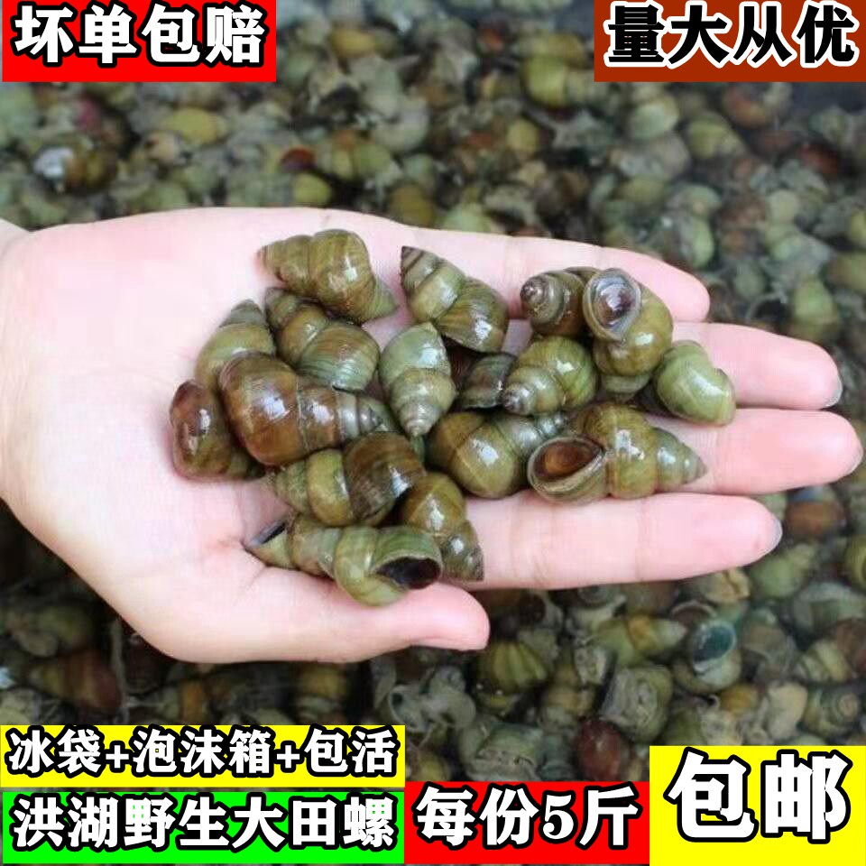 新鲜大田螺苗活体活的野生石螺包活泥螺螺蛳粉螺丝肉鲜活螺蛳包邮_虎窝淘