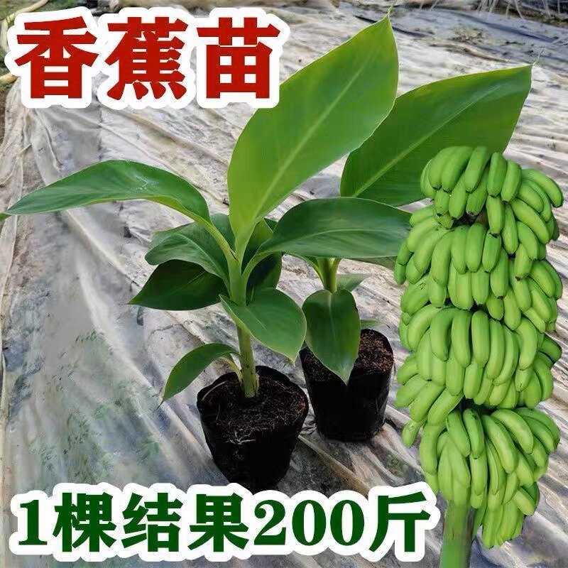 香蕉苗粉蕉苗红香蕉苗矮化蕉苗皇帝蕉香蕉果树苗高产香蕉带土带叶