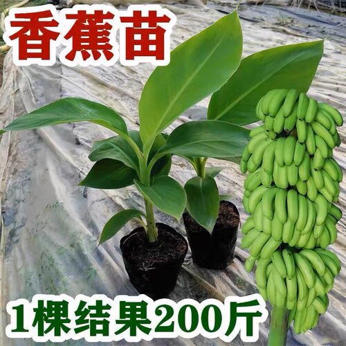 香蕉苗粉蕉苗红香蕉苗矮化蕉苗皇帝蕉香蕉果树苗高产香蕉带土带叶