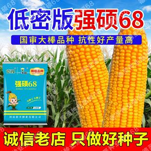 德圣致远原装 强硕68高产大棒玉米种抗旱好丰收保证4200粒热卖