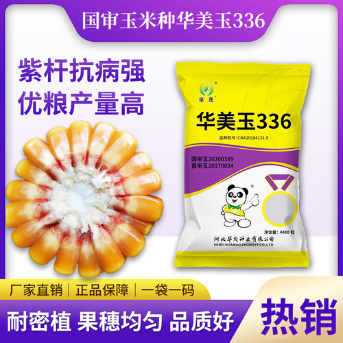 国审华美玉336玉米种子杂交高产紫杆抗病好籽粒饱品质优耐密植