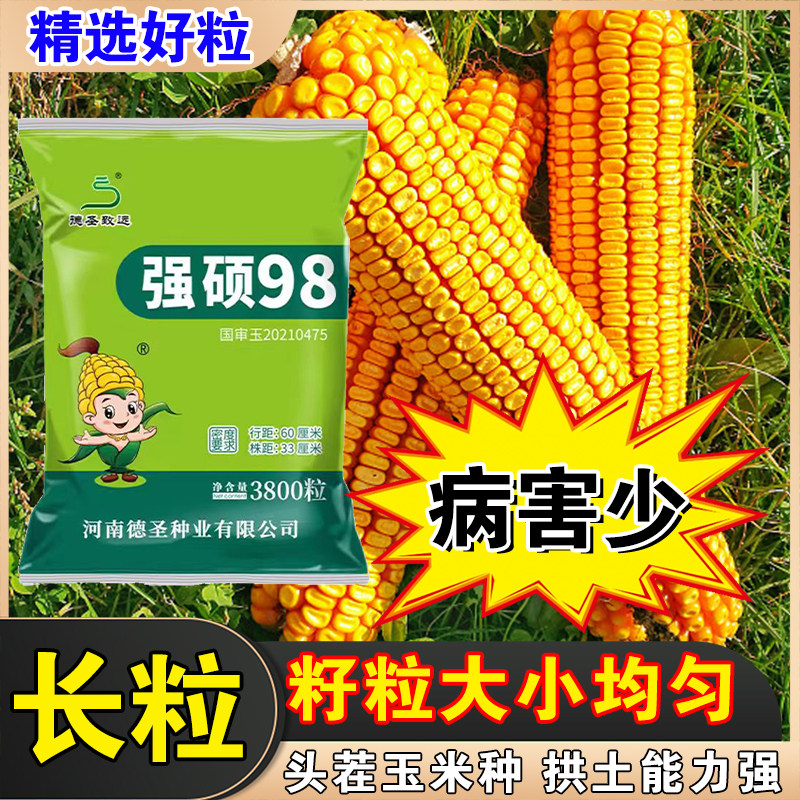 国审高产大棒强硕98玉米种子棒大顶呱呱【送生长调节剂】疯狂促销