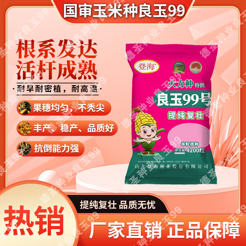 国审原装良玉99玉米种子提纯复壮正品保证高产大棒苞谷种厂家直销