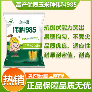 优质玉米种伟科985耐密植产量好耐旱耐涝不挑地抗锈病好4200粒