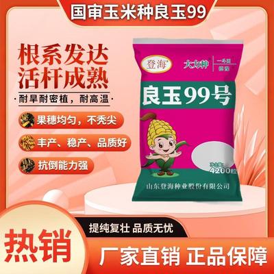 国审原装良玉99玉米种子提纯复壮正品保证高产大棒苞谷种厂家直销