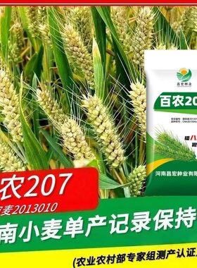 国审百农207小麦种子超原种级抗冻抗病矮杆抗倒正品原装高产麦