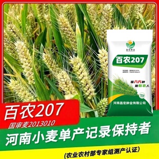 国审百农207小麦种子超原种级抗冻抗病矮杆抗倒正品原装高产麦
