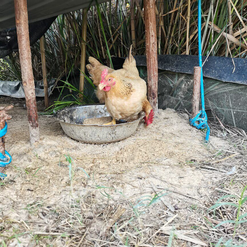 安徽农家散养本鸡新鲜炖汤母鸡肉柴鸡现杀杂粮仔鸡土鸡