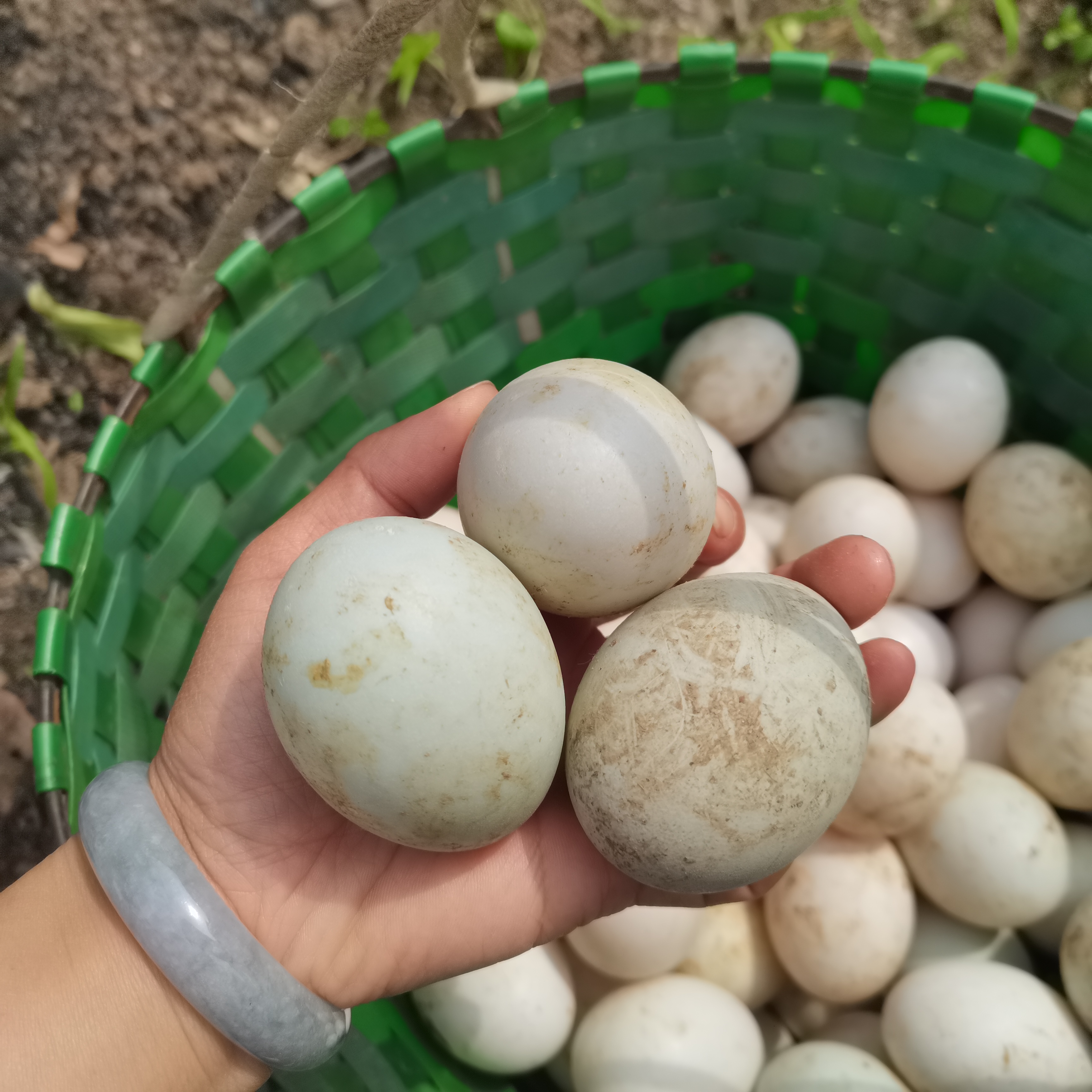 新鲜鸭蛋50枚土鸭蛋农家散养新鲜生鸭蛋青壳青皮白皮绿壳鸭蛋包邮