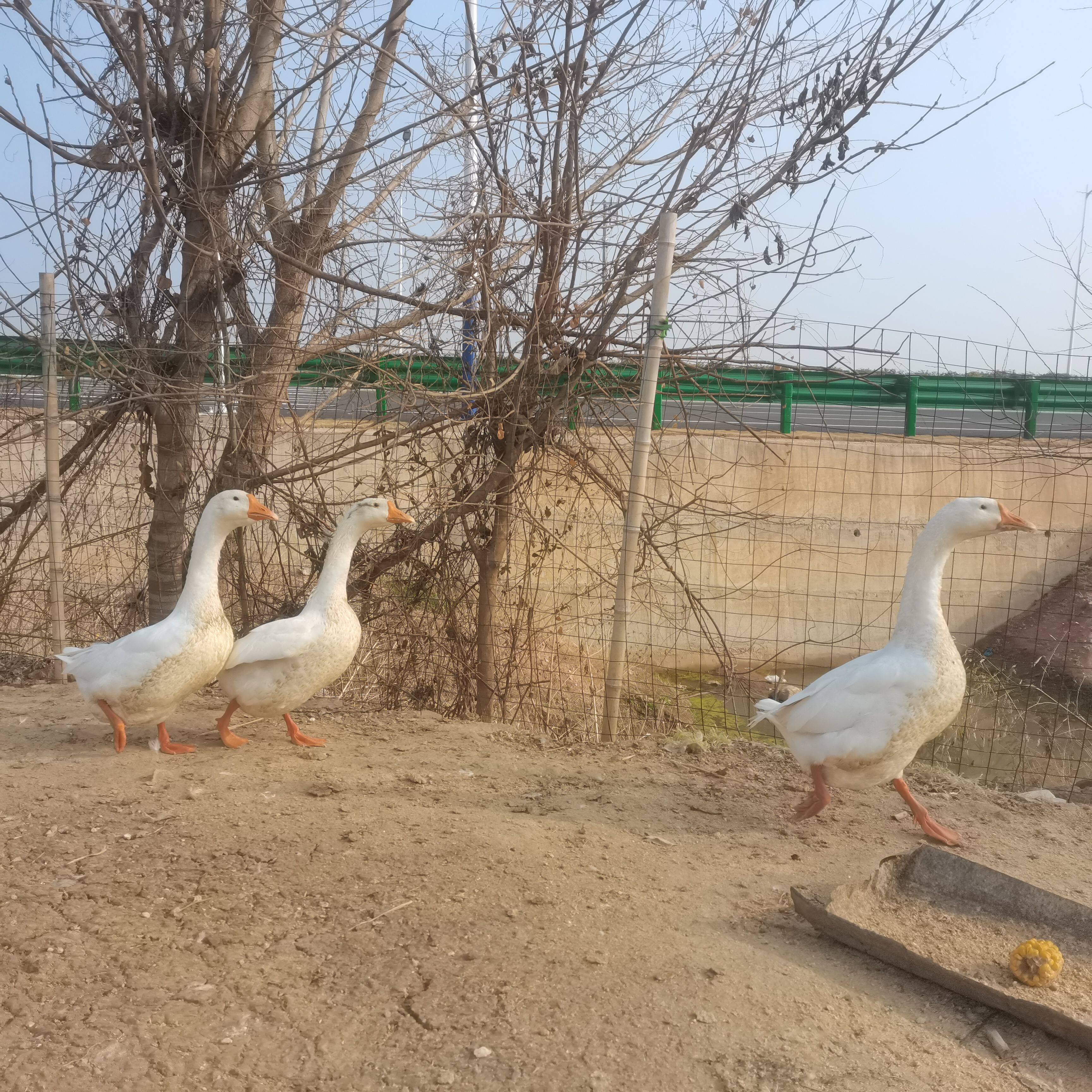大鹅老鹅鹅鹅肉土鹅正宗农家散养鹅肉/鹅肉制品