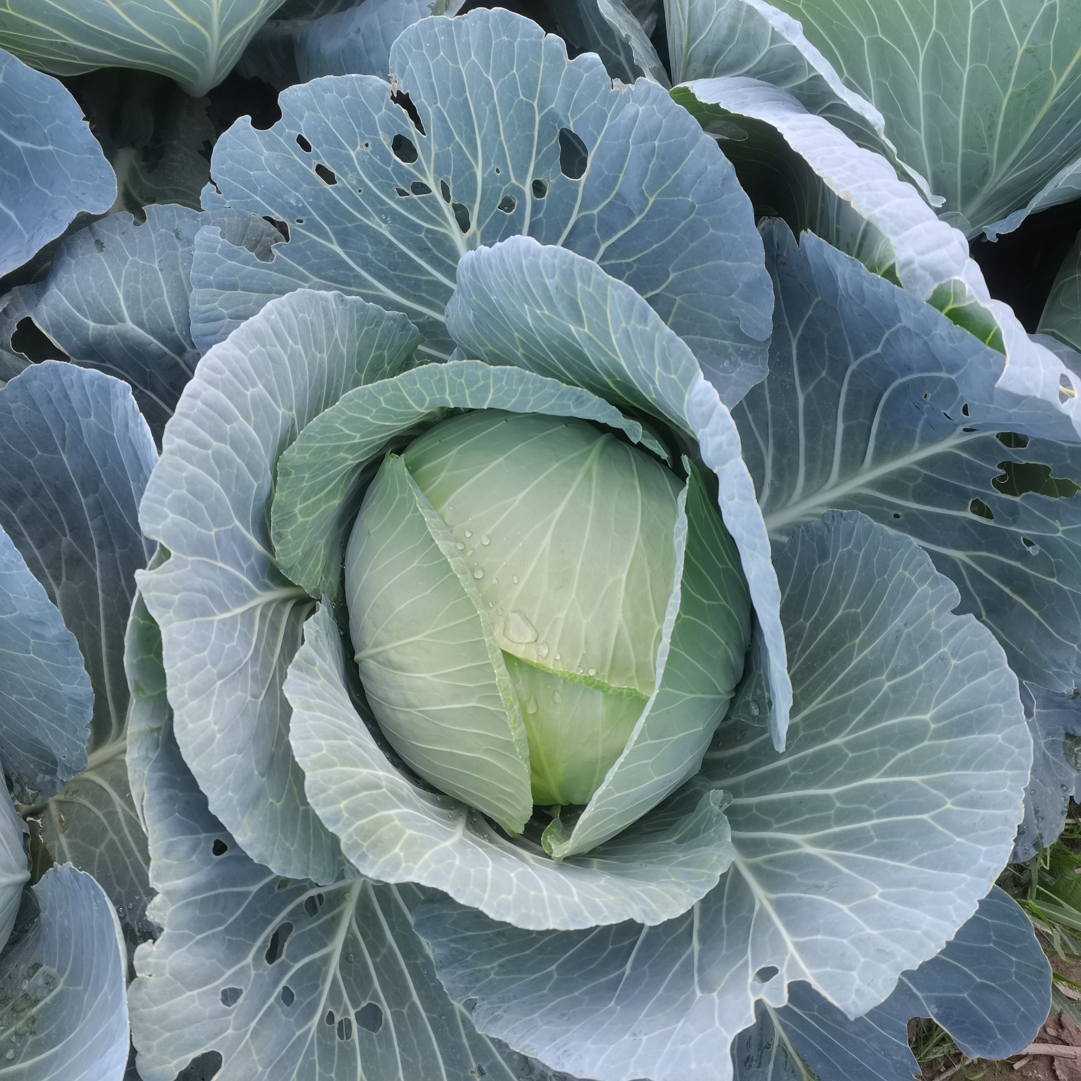 包心菜新鲜5斤包邮农家当季时令绿甘蓝棉花白圆白菜包菜卷心菜