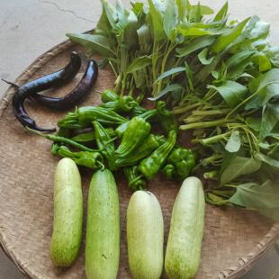 农家应季蔬菜混拍黄瓜辣椒青线椒螺丝椒5斤