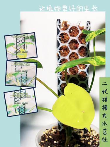 保湿二代水苔柱龟背竹绿植包邮