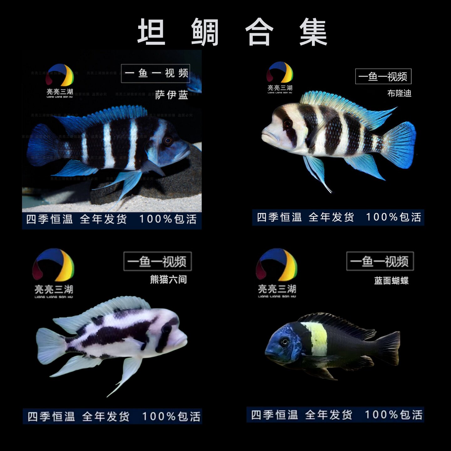 坦鲷三湖慈鲷鱼 布隆迪 萨伊蓝 蓝面蝴蝶 熊猫六间淡水热带观赏鱼