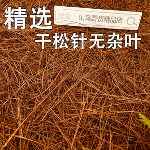 精选新货细长马尾松干松针松叶松树落叶纯天然松毛鸟窝鸽子窝材料