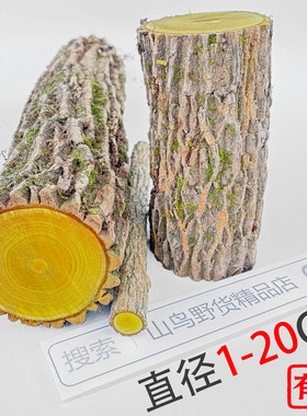 贵州野生大直径十大功劳木整根原木 手串摆件 土黄莲刺黄连中药材