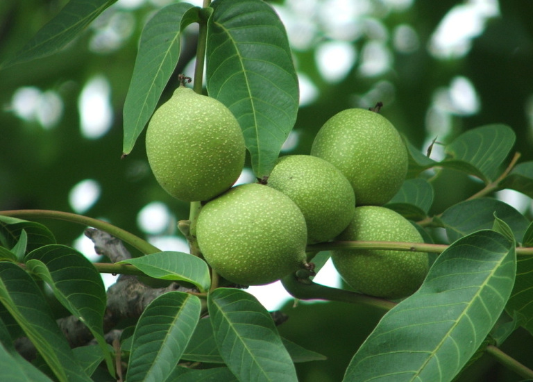山核桃 野生核桃 农家核桃，干核桃