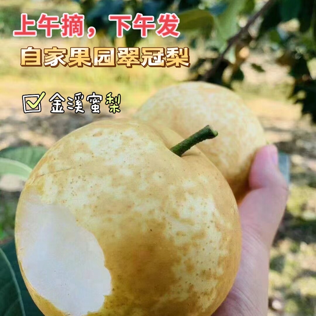 金溪蜜梨翠冠梨黄花梨新鲜蜜梨天桂梨水果整箱无渣现摘现发应季
