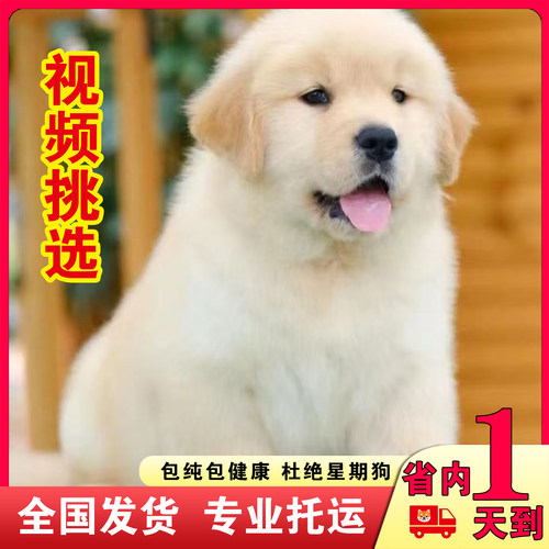 纯种金毛幼犬活体大骨架