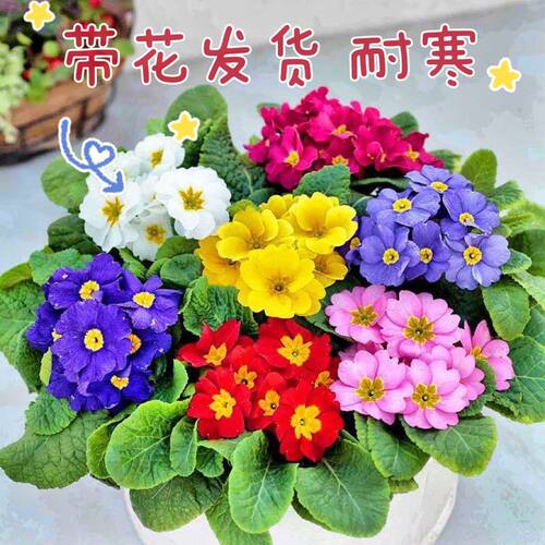 报春花盆栽带花苞冬季耐寒花卉室内阳台庭院好养易活植物
