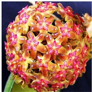 球兰带花大苗羊脂玉球兰花盆栽卷心叶攀援爬藤植物 花卉