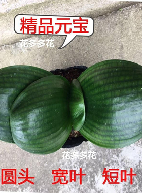 精品君子兰圆头和尚小苗短叶宽叶元宝君子兰室内客厅植物花卉盆栽