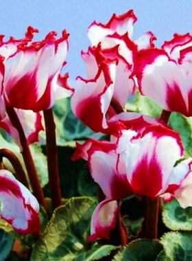 仙客来盆栽带花苞室内花卉重瓣迎客来好养大花观花植物