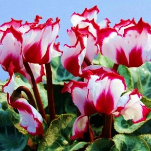 仙客来盆栽带花苞室内花卉重瓣迎客来好养大花观花植物