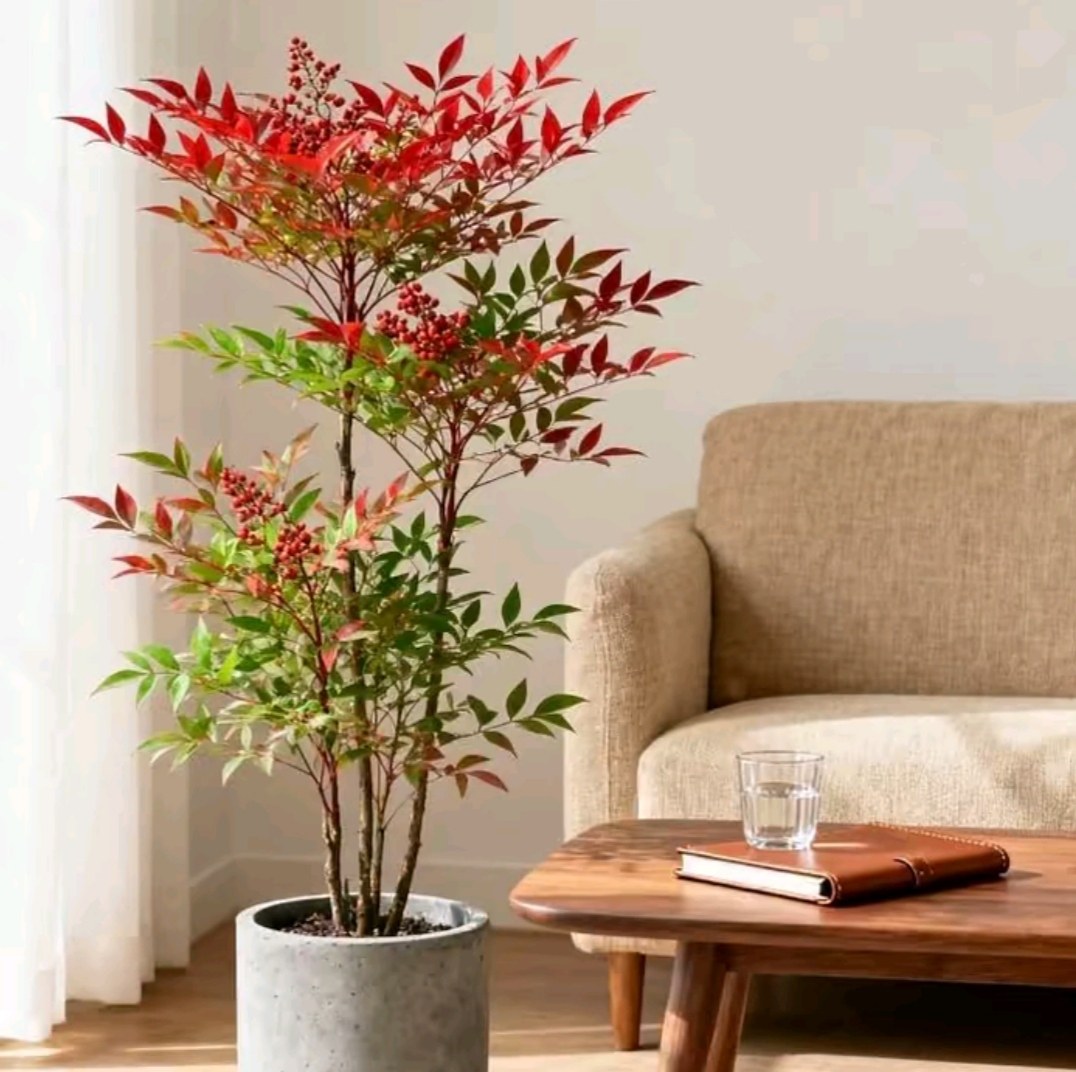 红叶南天竹庭院花园室内造景耐寒耐热盆栽地栽,鲜花速递/花卉仿真/绿植园艺,绣球/木绣球/木本植物,淘宝优惠券,粉丝福利购,淘宝优惠卷