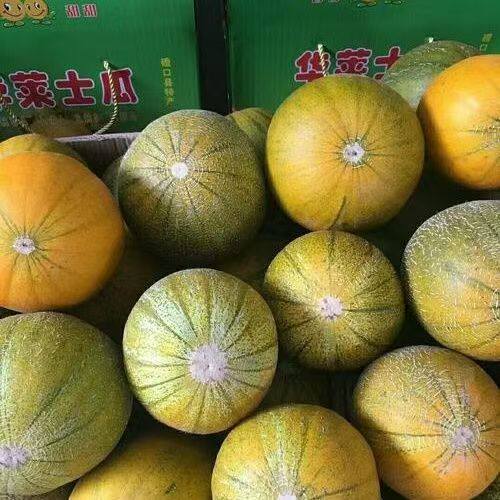 磴口华莱士甜瓜河套哈蜜瓜甜现摘哈密瓜