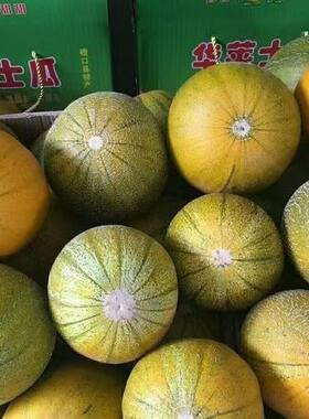 磴口华莱士甜瓜河套哈蜜瓜甜现摘应季新鲜水果包邮内蒙古巴盟香瓜