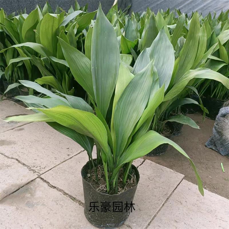 一叶兰盆栽室内客厅吸甲醛耐旱耐寒四季常青防辐射书房观叶植物
