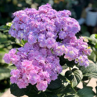 大花绣球 木本绣球  庭院阳台好养活耐寒耐热 一加仑4棵25 包邮