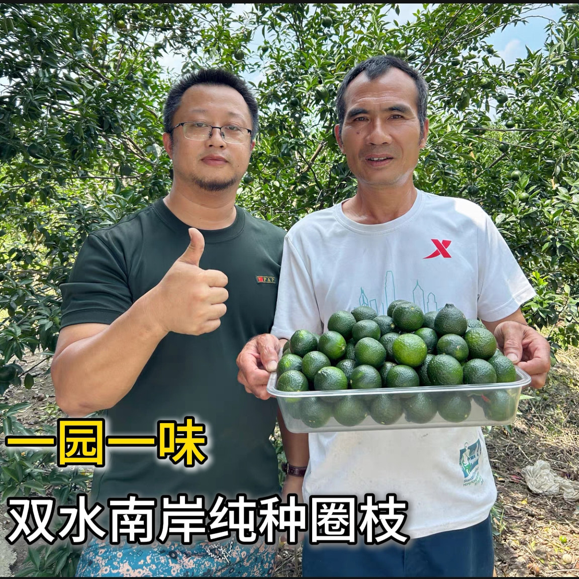 （双水南岸村森叔）新会纯种圈枝陈皮秋前青皮大青皮二红大红陈皮,零食/坚果/特产,陈皮,淘宝优惠券,粉丝福利购,淘宝优惠卷