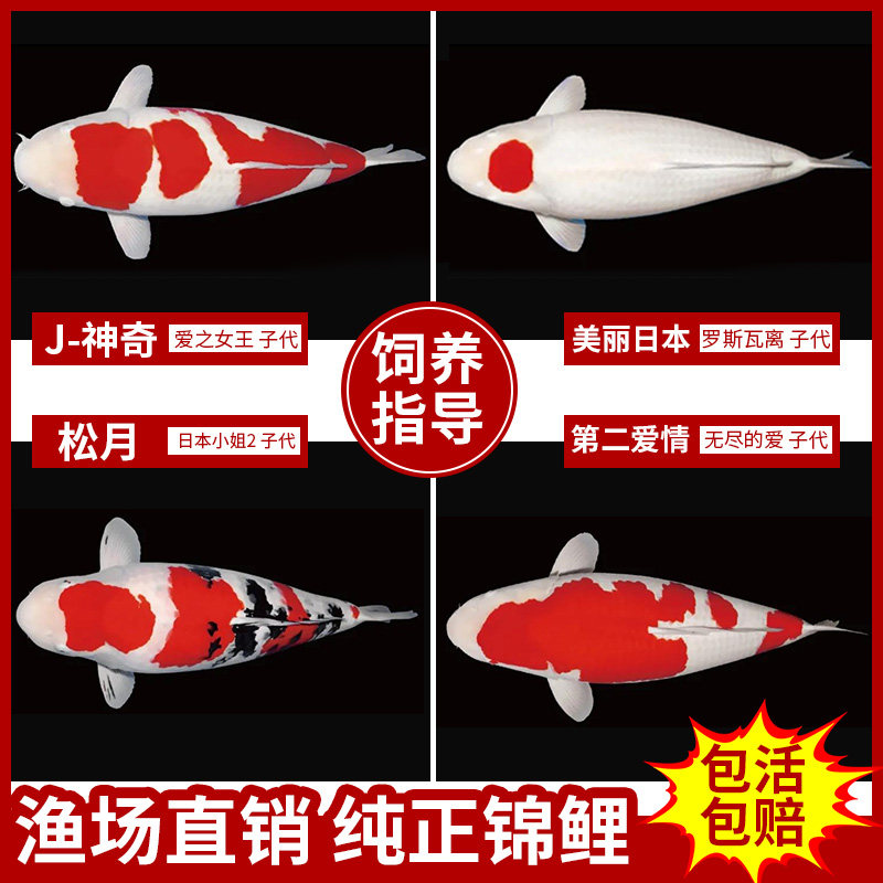 秋翠锦鲤 花秋翠锦鲤 红秋翠锦鲤 黄秋翠锦鲤 珍珠秋翠锦鲤百科图片 饲养繁殖 雌雄鉴别 Sbike