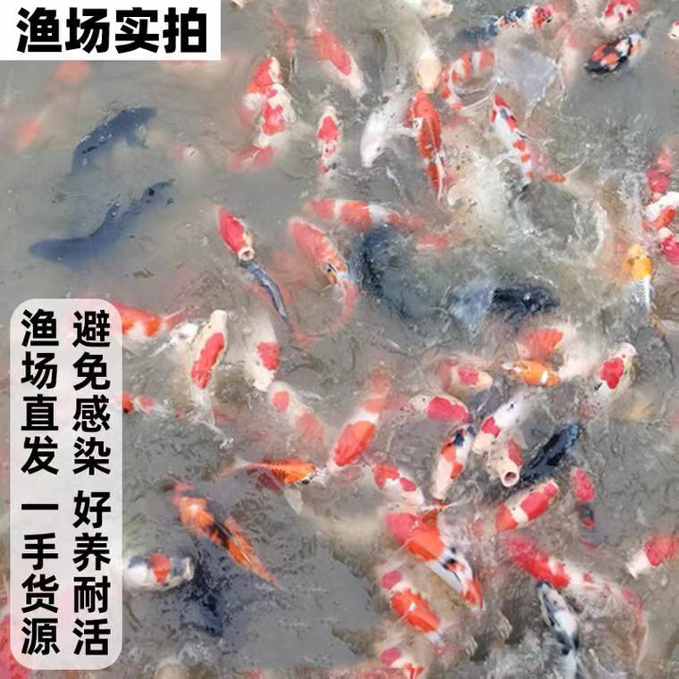 锦鲤随机大鱼活鱼观赏鱼淡水大型纯种黄金大正三色红白秋翠冷水鱼