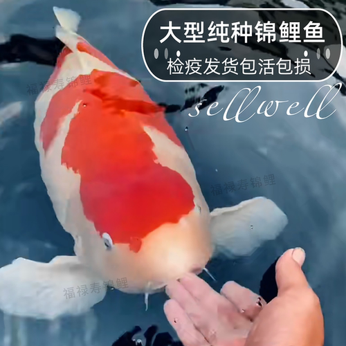 锦鲤活鱼纯种大型观赏鱼冷水淡水