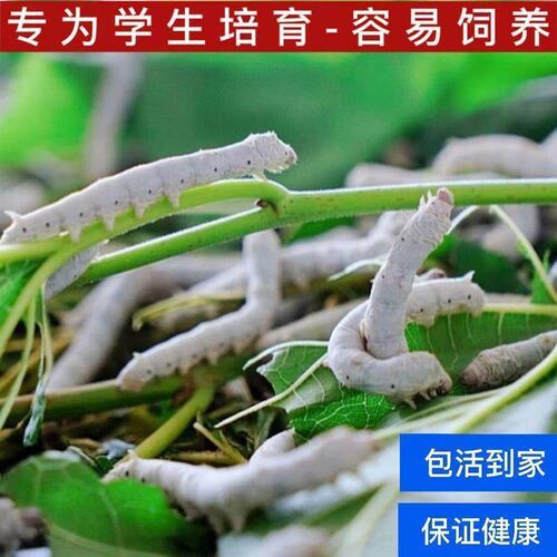 巨无霸蚕宝宝和桑叶巨型稀有品种养蚕套装大春蚕蝉蚕卵20粒100粒