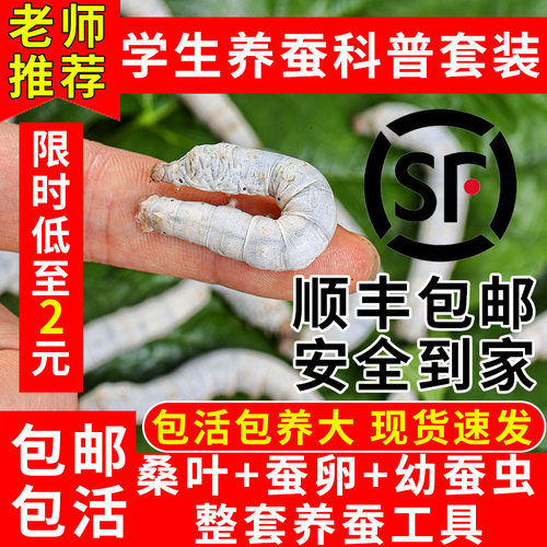 蚕宝宝卵20粒蚕卵20粒活体白幼蚕学生养蚕套装蚕卵孵化春蚕送桑叶