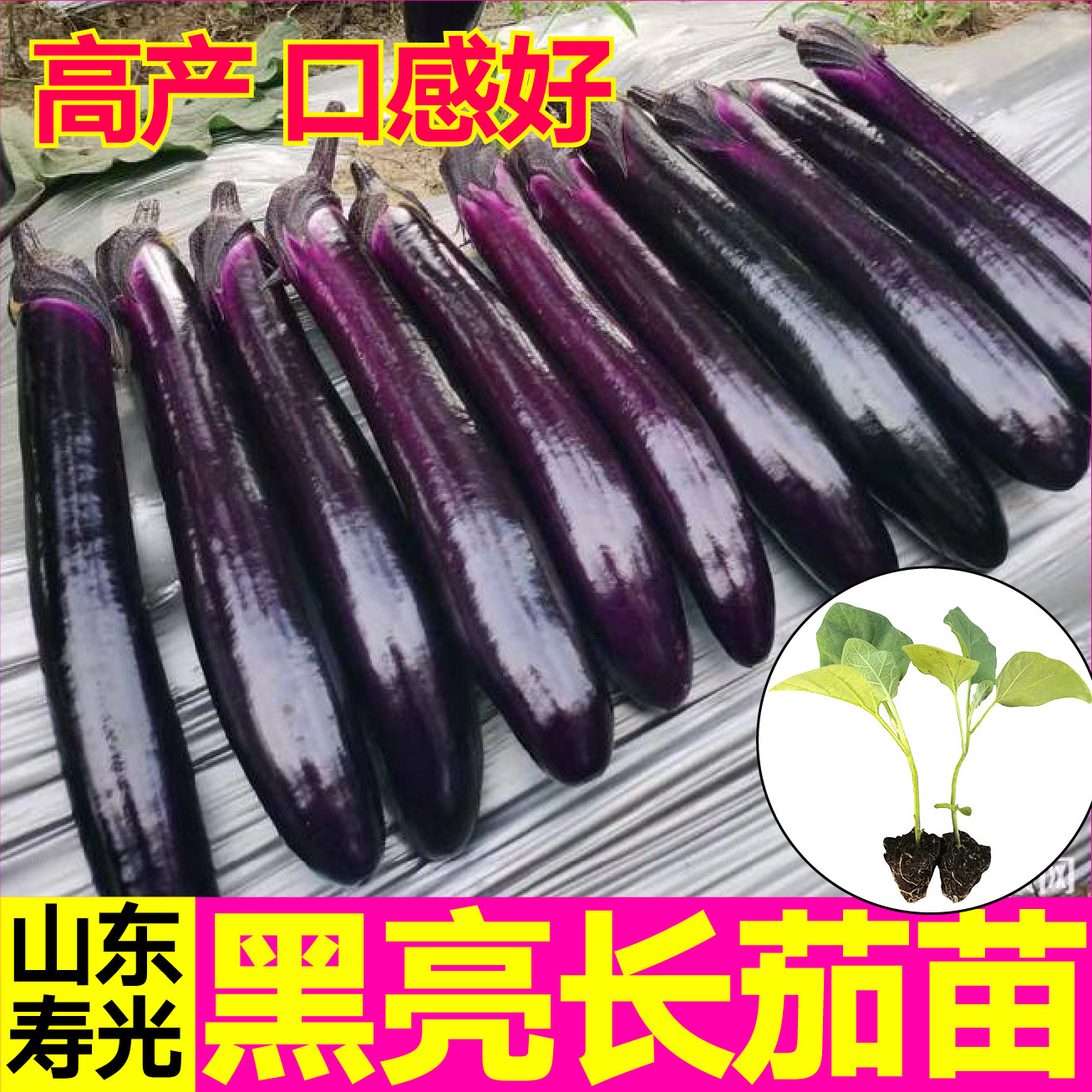 山东寿光紫黑长茄苗秧苗油亮高产压趴架黑圆茄子四季盆栽大田,鲜花速递/花卉仿真/绿植园艺,种苗/半成品盆栽,淘宝优惠券,粉丝福利购,淘宝优惠卷