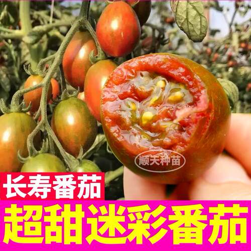 寿光超甜迷彩番茄秧苗小樱桃西红柿种子籽四季阳台盆栽紫玉圣女果
