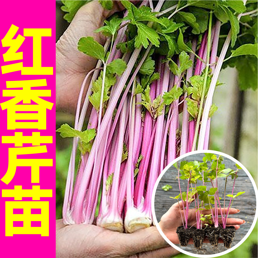 荷兰红香芹菜秧苗营养丰富四季小香芹皇后西芹种子四季春秋蔬菜苗