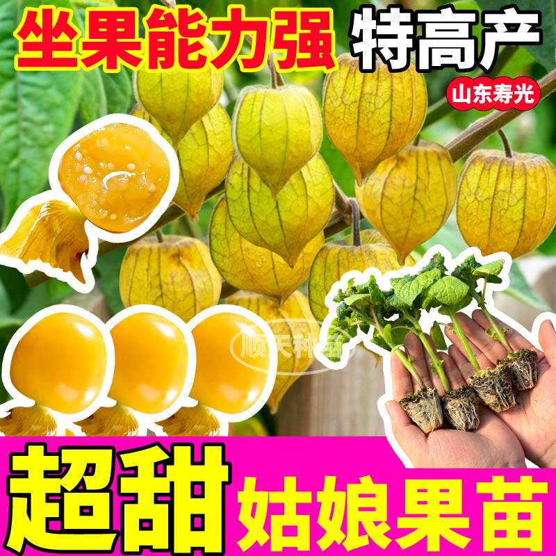 四季高产阳台大果金姑娘秧苗红黄灯笼果种子籽洋姑娘春秋盆栽带土