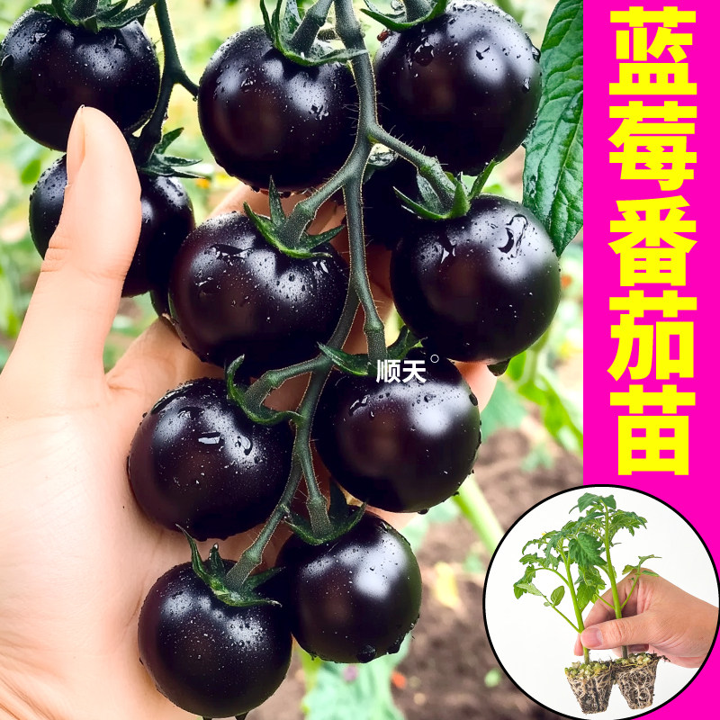 蓝莓圣女果苗秧小黑番茄种子西红柿水果柿子阳台红黄黑白阳台小院