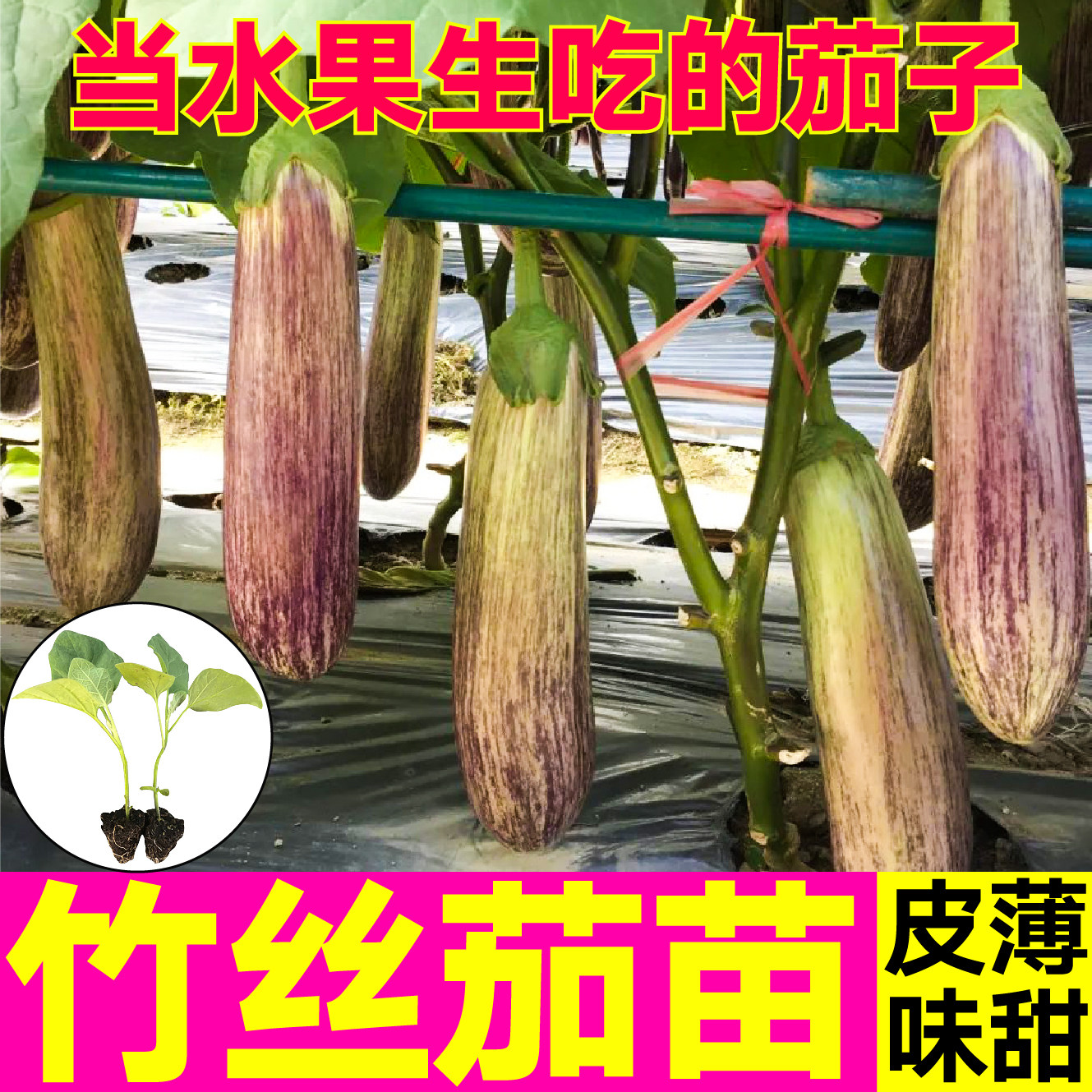 山东寿光竹丝茄苗秧苗皮薄味甜淡紫条纹水果茄子耐热抗病高产种子