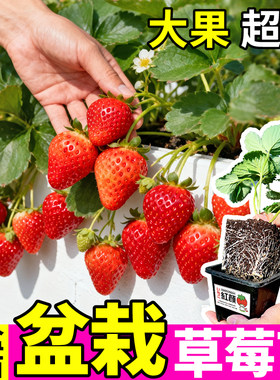 香甜奶油草莓原盆大苗红颜丹东99草莓苗基地直发高产阳台庭院种植