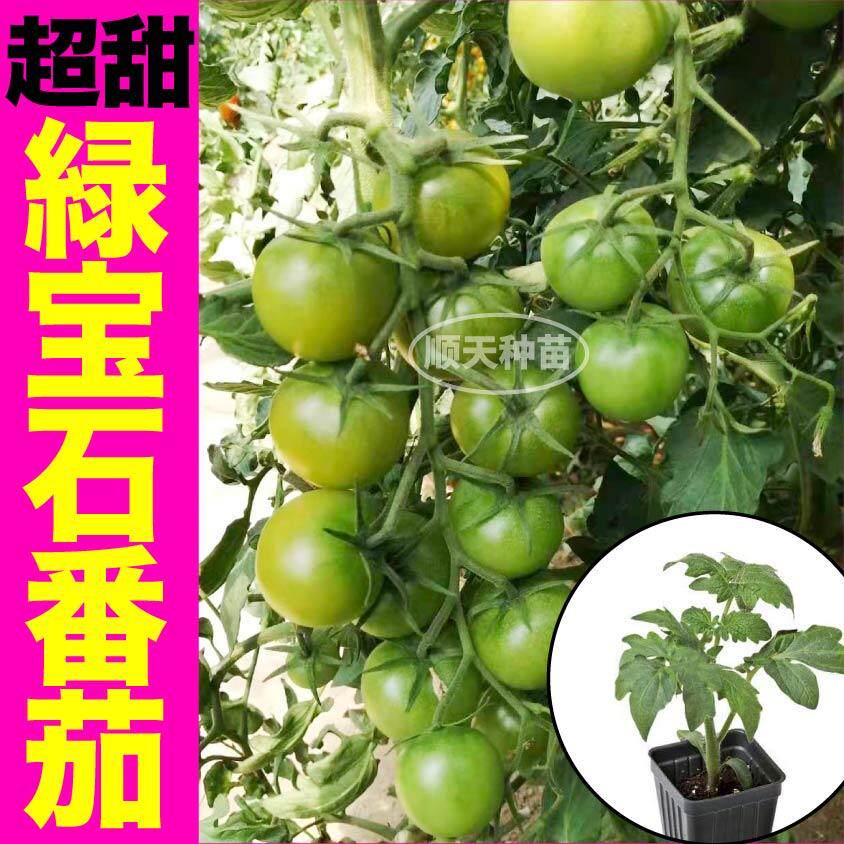 超甜绿宝石番茄苗秧贼不偷青口蜜小樱桃种子阳台小院春秋四季盆栽