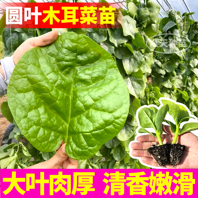 特大圆叶木耳菜种子秧苗四季春秋盆栽阳台食用豆腐菜种籽蔬菜苗