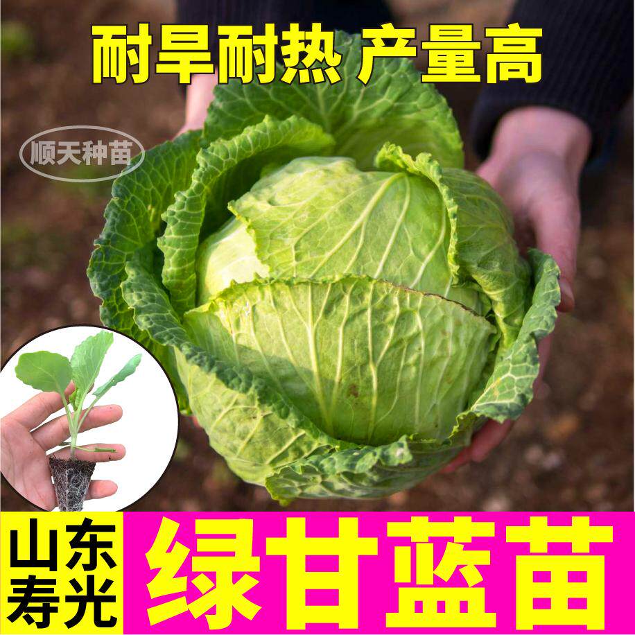 寿光春秋高产绿甘蓝苗秧大卷包心菜种苗紫大头菜种子结球紧实耐寒